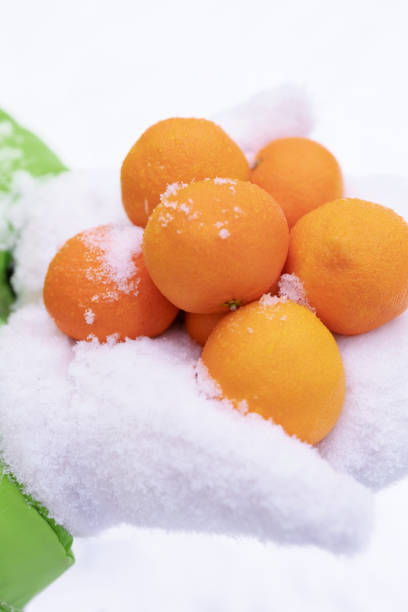 tangerines on palms in mittens and spruce branches