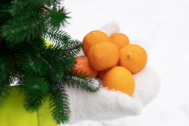 tangerines on palms in mittens and spruce branches