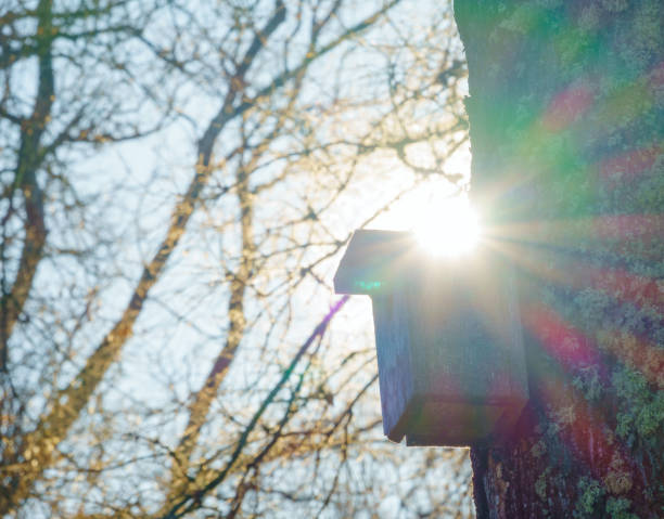 An old birdhouse on a tree waiting for the arrival of starlings