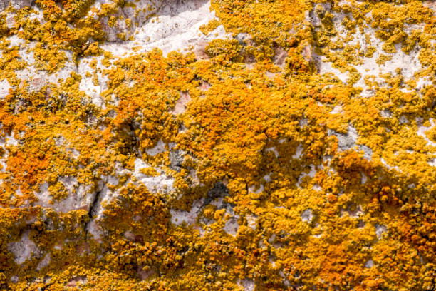Caloplaca marina or orange sea lichen