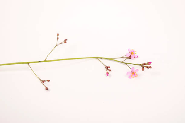 istock small pink flowers of Talinum fruticosum 2189769957
