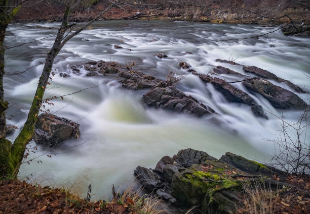 Full-flowing mountain river n the Carpathian mountains forest