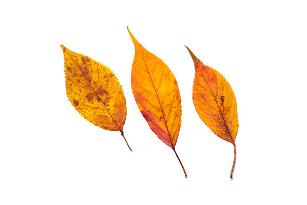 istock Three cherry blossom leaves, each turning red in red. 2189771325