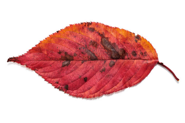 Cherry blossoms leaves turn a beautiful red when it gets cold.