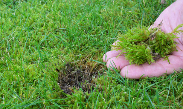 istock Moss in the garden lawn 2189771433