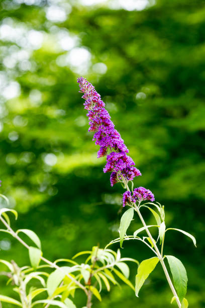 Butterfly Bush on Foggy Morning