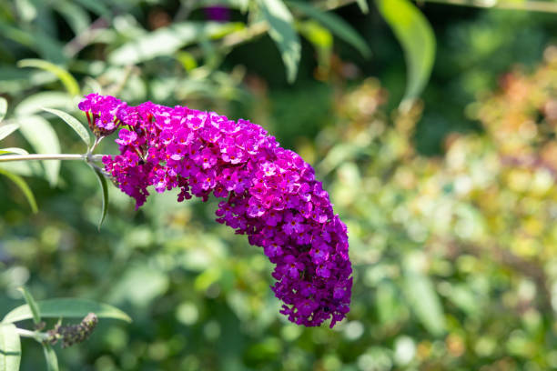 istock Beautiful budrea flowers in the garden. 2189771855