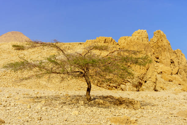 View of trees and rocky desert landscape in Ein Gedi Nature Reserve, near the Dead Sea, Southern Israel