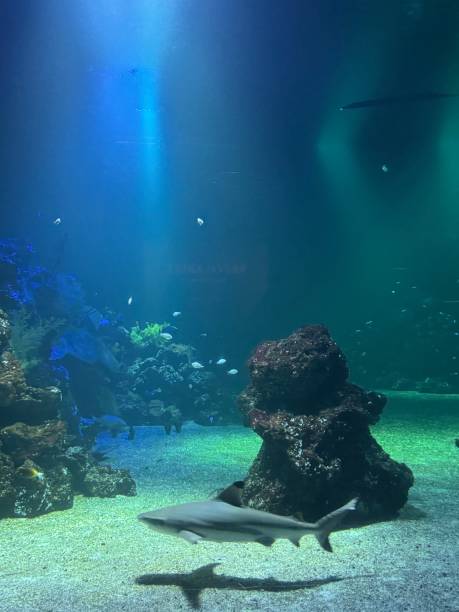 istock Sharks and other fish in water at an aquarium 2189777225