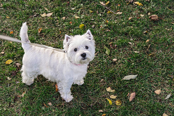 West Highland White Terrier Standing on Grass in Autumn Park on Leash, looking at camera