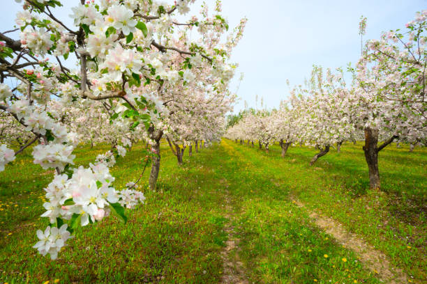 istock Apple orchard in spring, apple trees and dandelions in bloom 2189779230