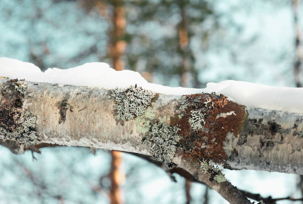 Silver Birch tree branch closeup with lichen, moss and covered with snow in a nordic forest in Winter, natural nature winter festive season landscape christmas holiday eco background, Lapland, Finland