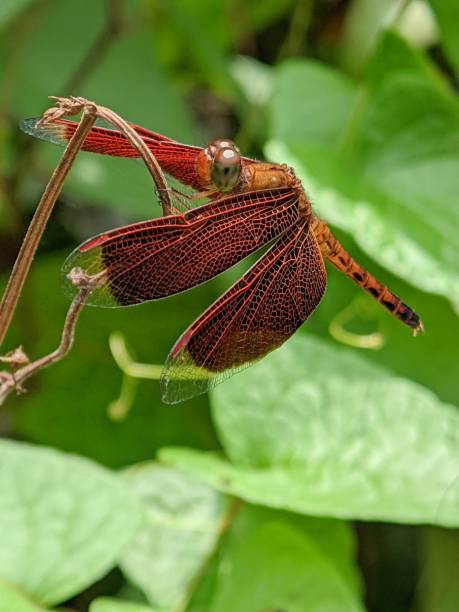 istock Selective focus of a dragonfly perching on the dry tree branch in the garden 2189779866