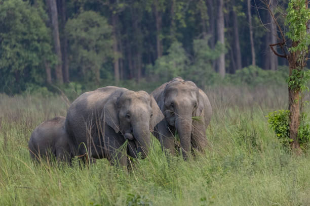 istock Asiatic elephant family in forest 2189781487
