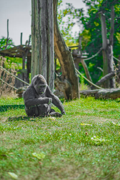 A large gorilla is sitting on the grass. The gorilla is looking at the camera. The scene is peaceful and calm