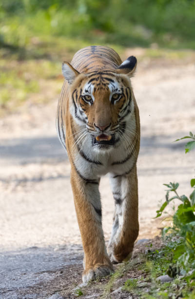 istock Tigress at jim corbett forest 2189782335