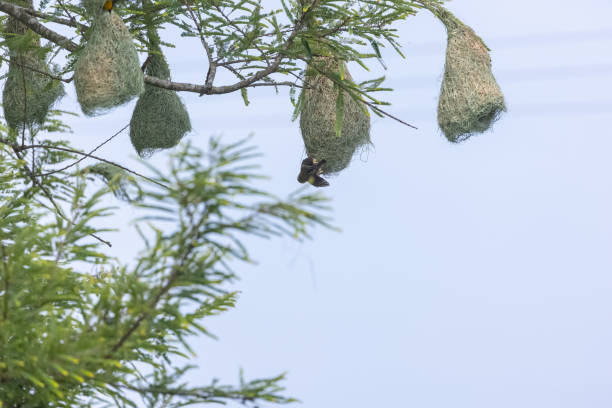 istock baya weaver bird nesting in jim corbett 2189782538