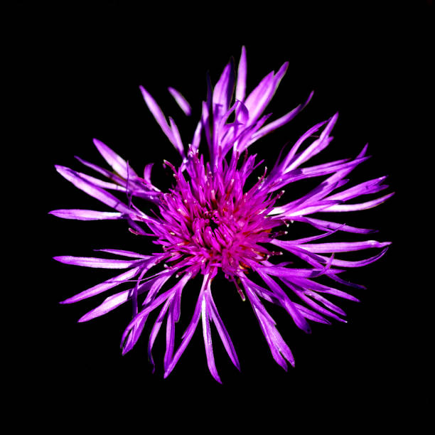single purple blossom isolated in black background