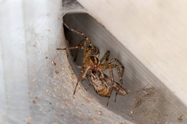 istock Funnel-web spider eating moth inside web at night. Spider and wildlife conservation, habitat preservation, and backyard flower garden concept. 2189785629