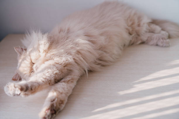 Yellow British long-haired cat sleeping on a table enjoying the sunshine