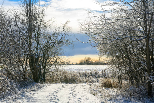 Heavy snow on trees and farmland in Ontario, Canada