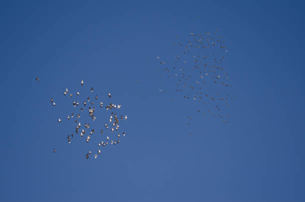 Two flocks of domestic pigeons Columba livia domestica in flight. Sardina del Norte. Galdar. Gran Canaria. Canary Islands. Spain.