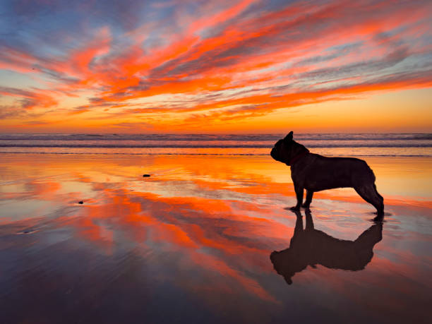istock French Bulldog Beach Sunset 2189796063