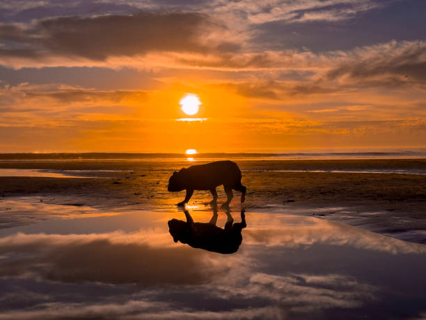 istock French Bulldog Beach Sunset 2189796145