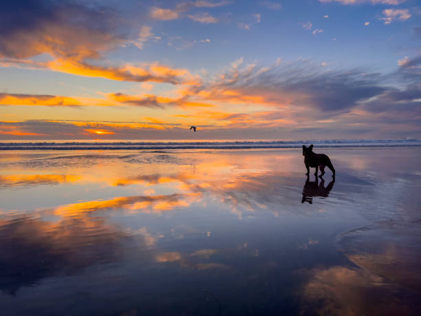 istock French Bulldog Beach Sunset 2189796196