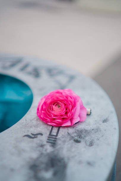 A detailed view of a pink ranunculus flower on a weathered marble surface, symbolizing beauty and simplicity, with a blurred background enhancing its vibrant hue.