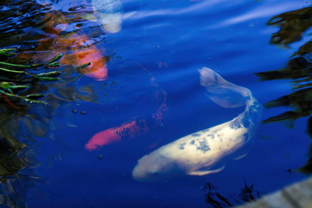 Orange And White Koi Fish Swimming In Pond With Green Plants
