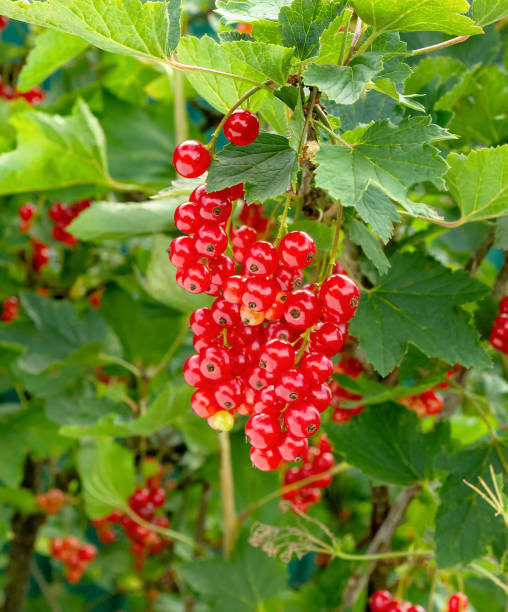 Currant berry. Red currant on a bush close-up.