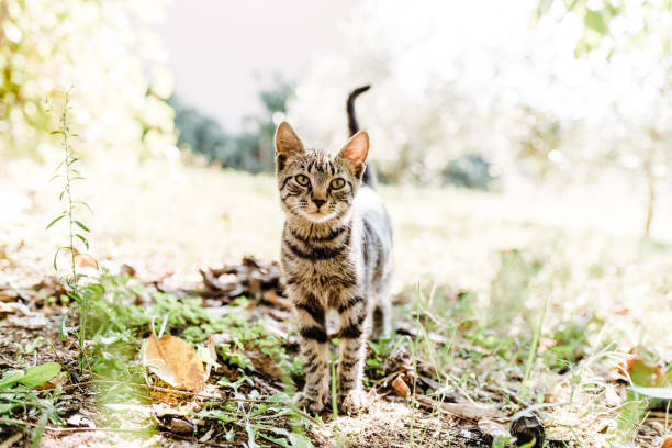 istock Domestic cat is looking at the camera while playing in the garden 2189801982