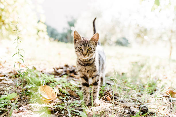 istock Domestic cat is looking at the camera while playing in the garden 2189801984