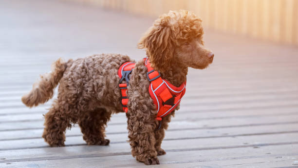 istock Small poodle in harness obediently stands on wooden bridge 2189804396