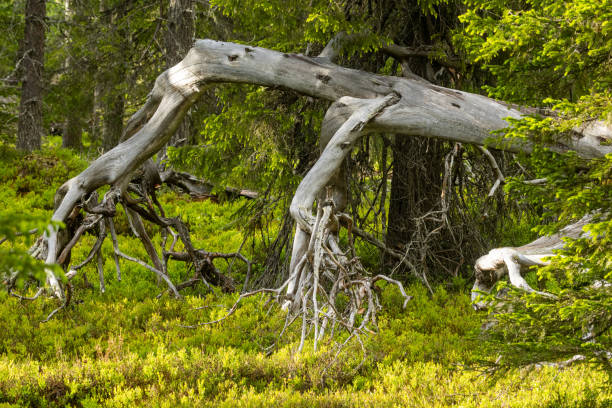 Close-up of exposed tree roots sprawling across the dry forest floor in the Altai Mountains, Russia. This intricate organic pattern is perfect for illustrating nature, resilience, connection, and environmental scenarios, with an earthy color palette and copy space for text.