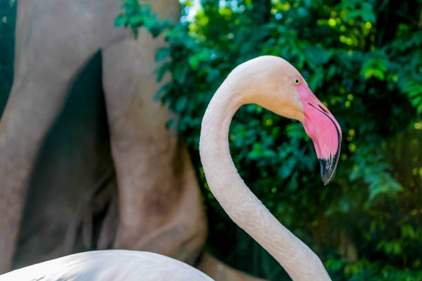 istock Flamingo bird with pink feather and beak 2189807181
