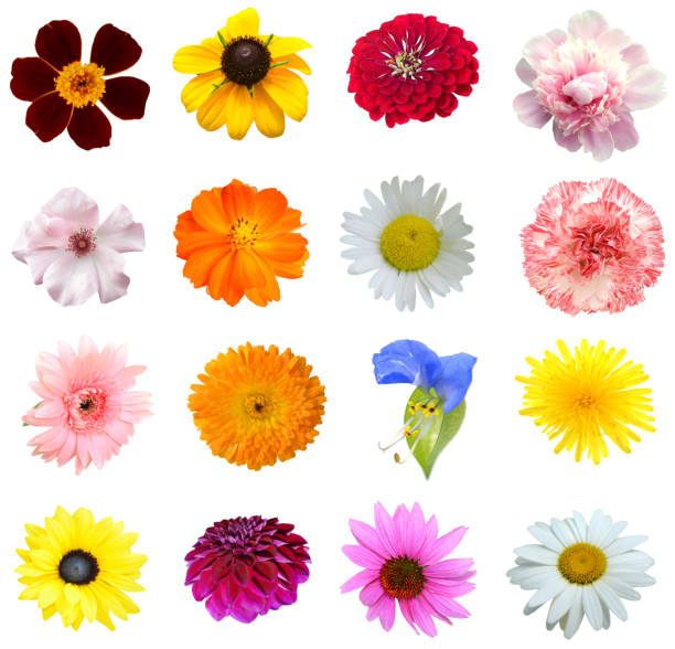istock Assorted of colorful flower heads 2189807237