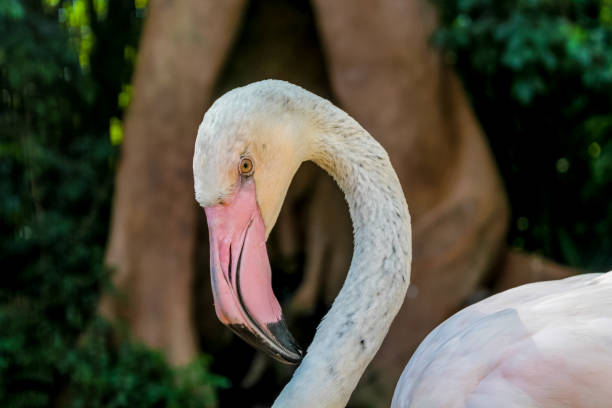 istock Flamingo bird with pink feather and beak 2189807407