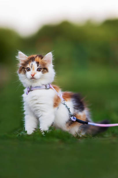 little fluffy kitten walks scared in spring in garden on first walk on leash on green grass