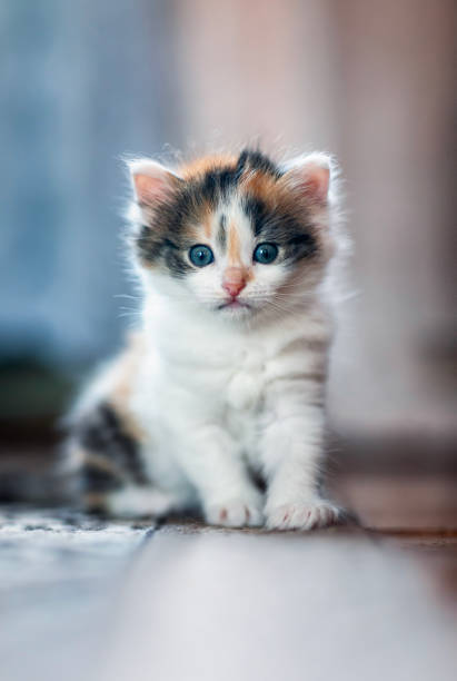 istock portrait of a small fluffy kitten sitting on the floor and looking forward 2189808712