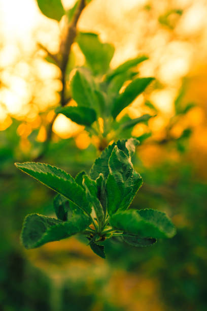 Young leaves of an apple tree just blossoming on a branch