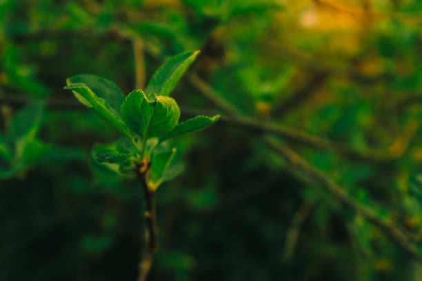 Young leaves of an apple tree just blossoming on a branch
