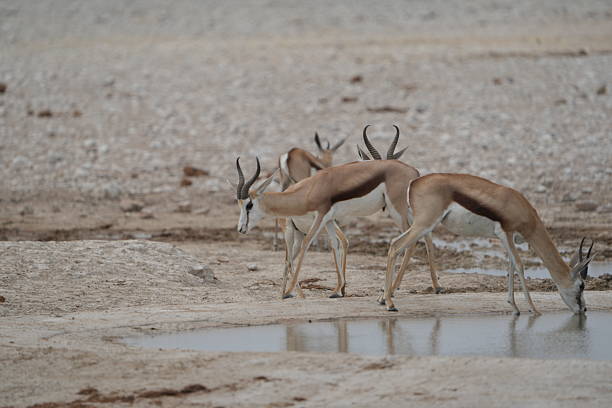 impala drinking and watching at the waterhole