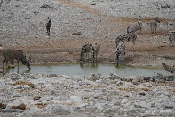 herd animals in the desert