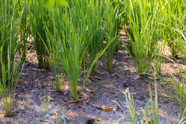 istock Rice Tree growth. Modern agriculture concept. a green rice tree 2189814101