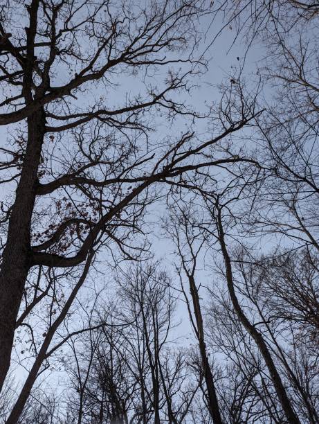 istock Clear night in the winter woods 2189816711