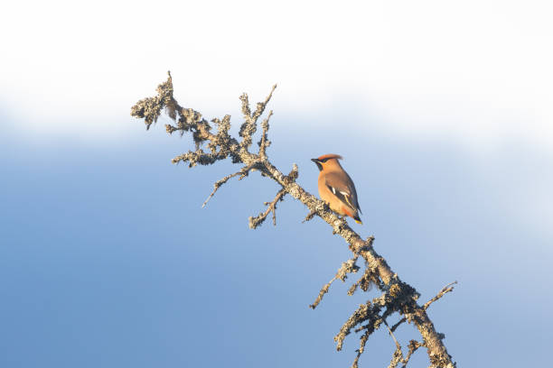 Bohemian waxwing perched on an old Spruce tree during a late summer evening in Salla National Park, Northern Finland