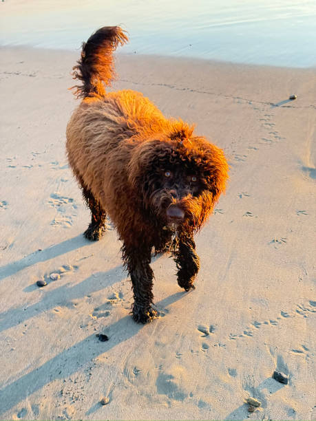 Playful Labradoodle explores the shoreline!