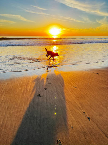 Playful Labradoodle explores the shoreline!